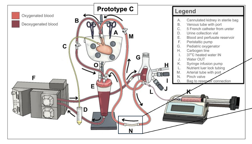 Prototype of the Stoller-Yang perfusion model