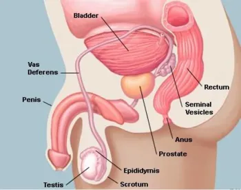 Anatomical image of male pelvis