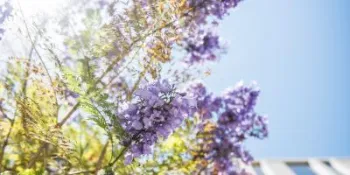 Sunlight through purple flowers
