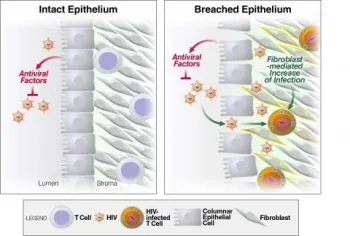 figure of intact epithelium and breached epithelium