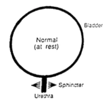 Pediatric Urology_Child Continence Espanol_Image 2