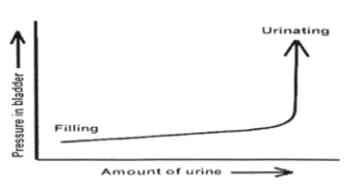 Pediatric Urology_Child Continence Espanol_Image 3