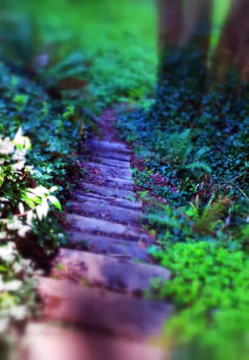serene image of wooded path