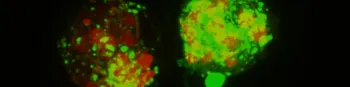 Red Green Microscopy