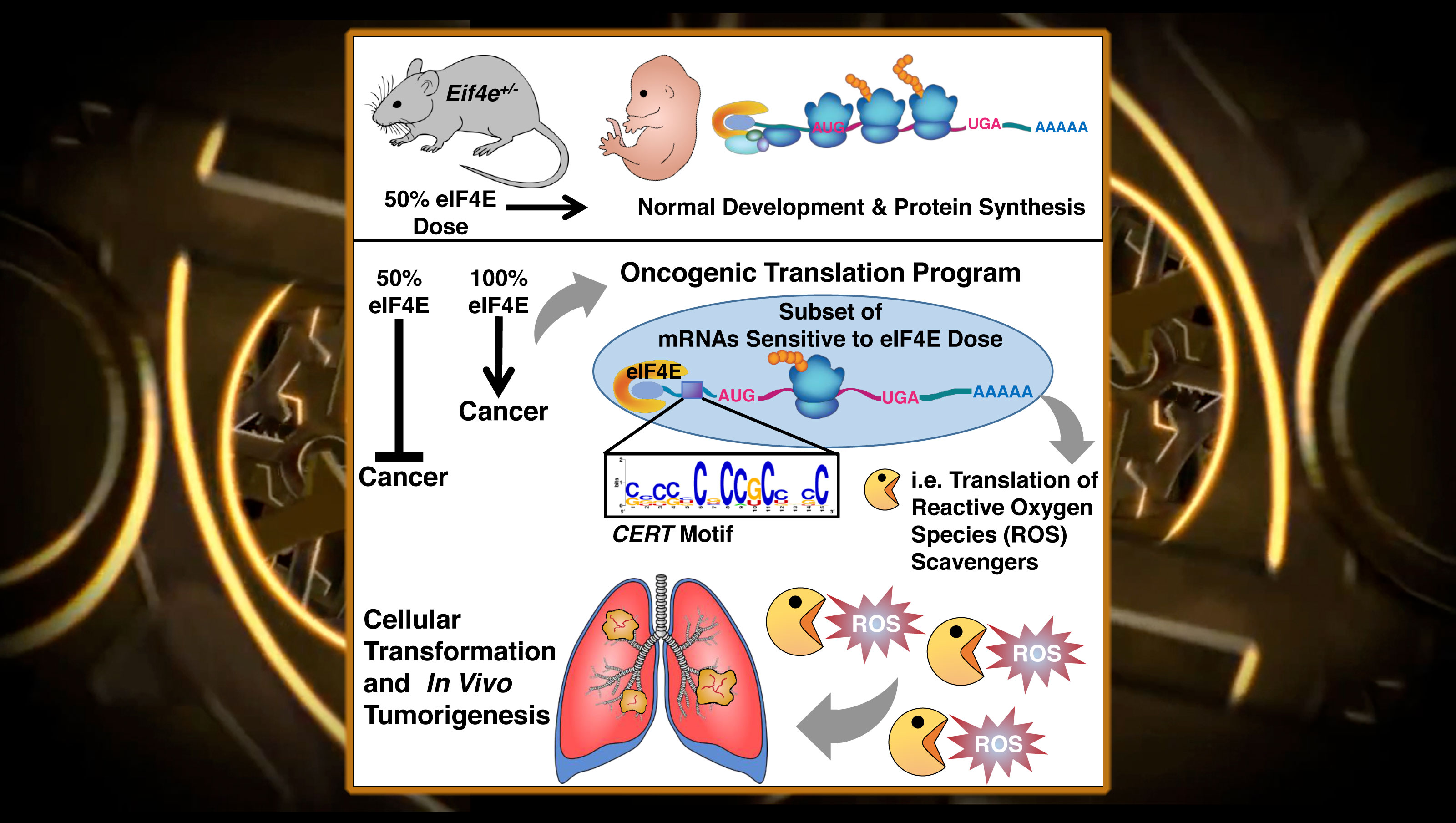Cancer Blocked by Halving Levels of Protein Thought To Be ‘Untouchable’