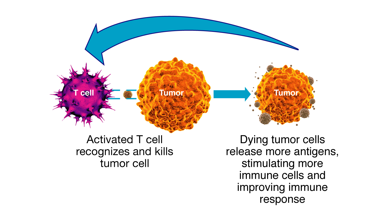 T cell kills tumor