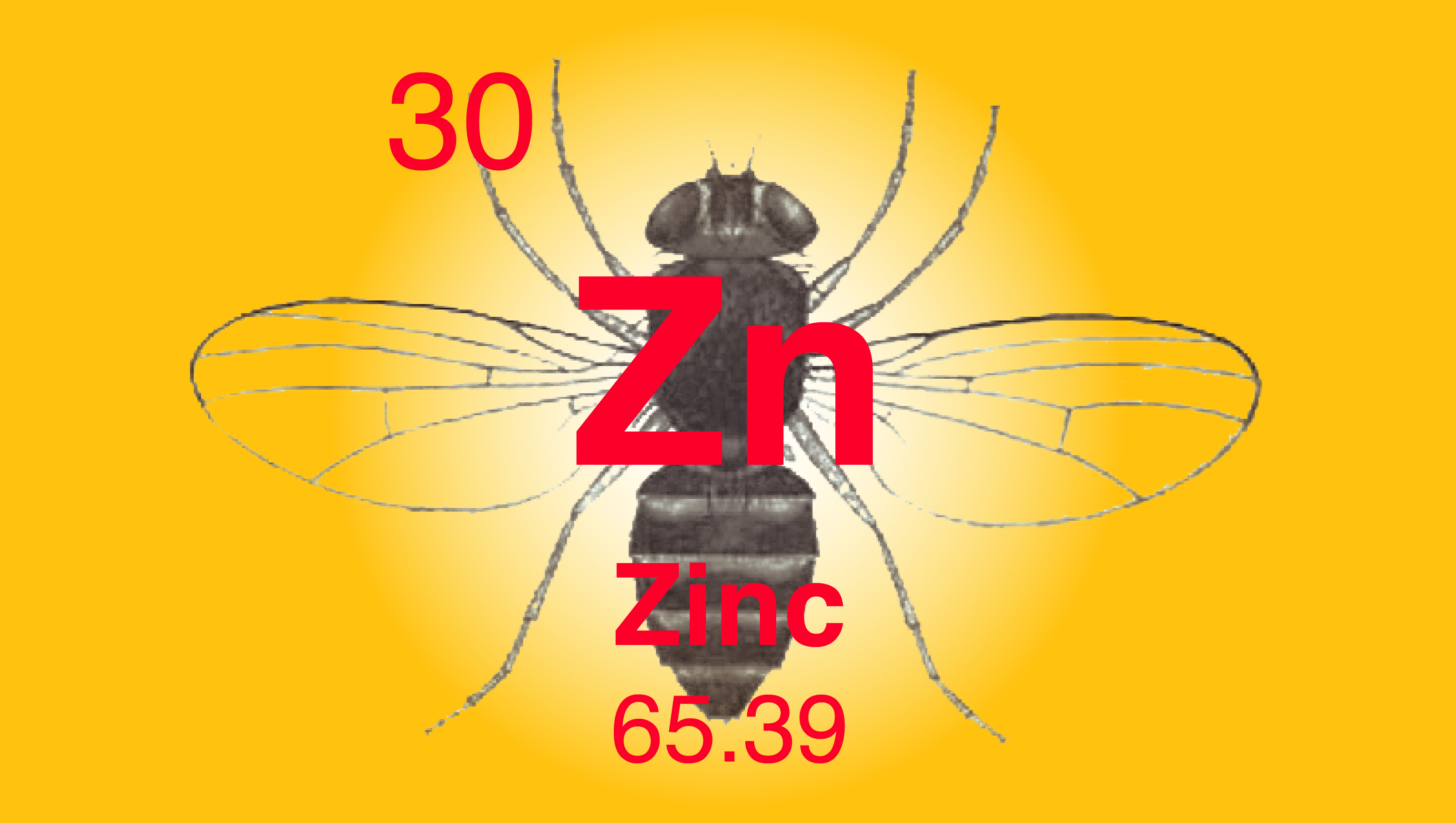 Zinc and Fruit Flies