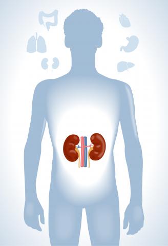 Location of kidney in human body