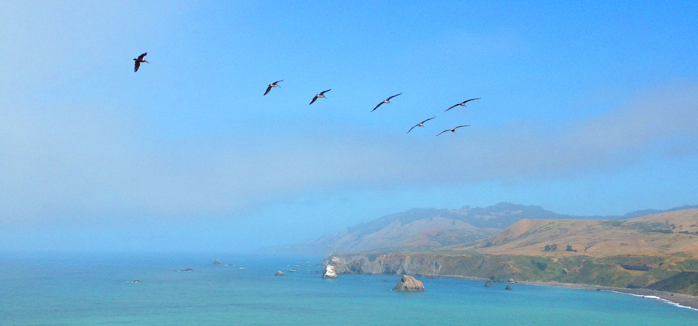 Pelicans Over The Pacific